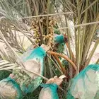 حيش مجودله متوفر كميه
