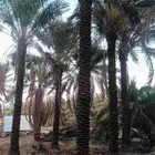 نخل بيع 6متر 7متر