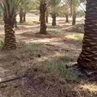 كتف انخل وتشليع ضبان وجمعه تمر كل ما يخص شغل النخل