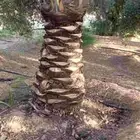 كتف نخيل وتشليع ضبان وكل ما يخص شغل النخل جمع تمر
