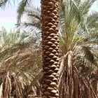 تكريب وتنظيف وشذاب نخل العربي ول واشنطونيا