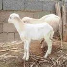 نعجه منتوج