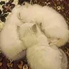 قطط مهجن سكتش مع شيرازي