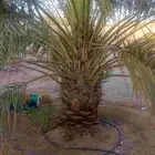 يوجد نخل نقايل للبيع انواع خلاص ومنيفي وسكري