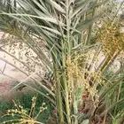 فسائل مجدوله طيبه كميه كبيره