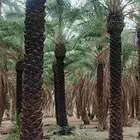يوجد لدينا نخل عربي جميع المقاسات