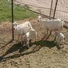 غنم رفيدي رغث