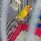 ببغاء روز