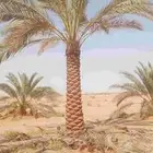 سلام عليكم ورحمه الله تكريب وتنظيف وشذاب نخل العربي ول واشنط