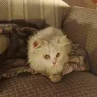 قطط مفقودة وخائفة ماتاكل الي حقه يتواصل معانا