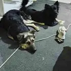 زوج كلاب جيرمن