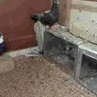 للبيع انثى قطيفي