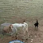 جفره حجازيه