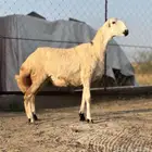 رخل صمعا