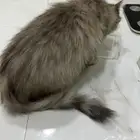 قط للتبني العاجل