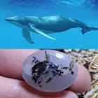 حجر عقيق يمني مصور حوت طبيعي