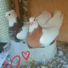 حمام ايراني