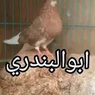 حمام قطيفي