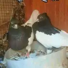 حمام ايراني