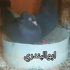 حمام زبيري عراقي