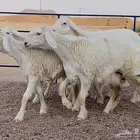 رخال حريات صنف منوة ألقاني(تم البيع)