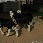 بهم نجد