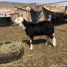 رخال نجديه للبيع
