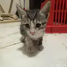 قطة صغيرة للبيع بسعر رمزي