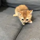 قطوه