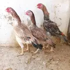 شامو ياباني 3 دجاج وديك