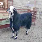 تيس عارضي فحل