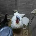 2 ديك رومي ذكر ذكر بط أنثى بط أنثى أرنب   دجاج فرعوني