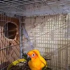 جوز صن كنيور منتج