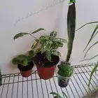 مجموعة نباتات داخلية للبيع