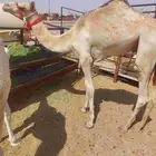 قعود مفرود ابوه سوداني منتج في رماح وأمه بنت شاهين الكليلي