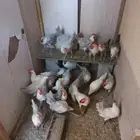 ديوك فيومي