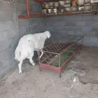 طلي ثني جرم وأطراف فحل او لحم