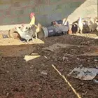 دجاج
