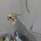كروان كوكتيل اليف