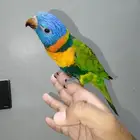 ببغاء الوري اليف وهدد نشبه