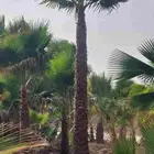 نخل واشنطن جميع المقاسات