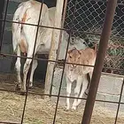بقرة والد معها حسيل طيب
