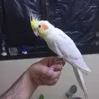 كروان لاتينو أليف(تم البيع)