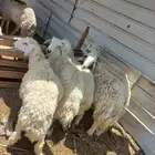 متوفر لدينا طليان حريه وسواكني