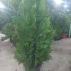 مشاتل الدمام للتنسيق الحدائق قمه في الابداع