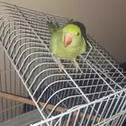 ببغاءدره انثى
