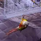 طير كنيور انناس للبيع