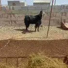 تيس فحل للبيع