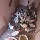 ديوك فيومي