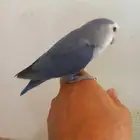 روز اوبل الايف.